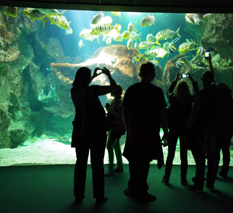 grand aquarium - 